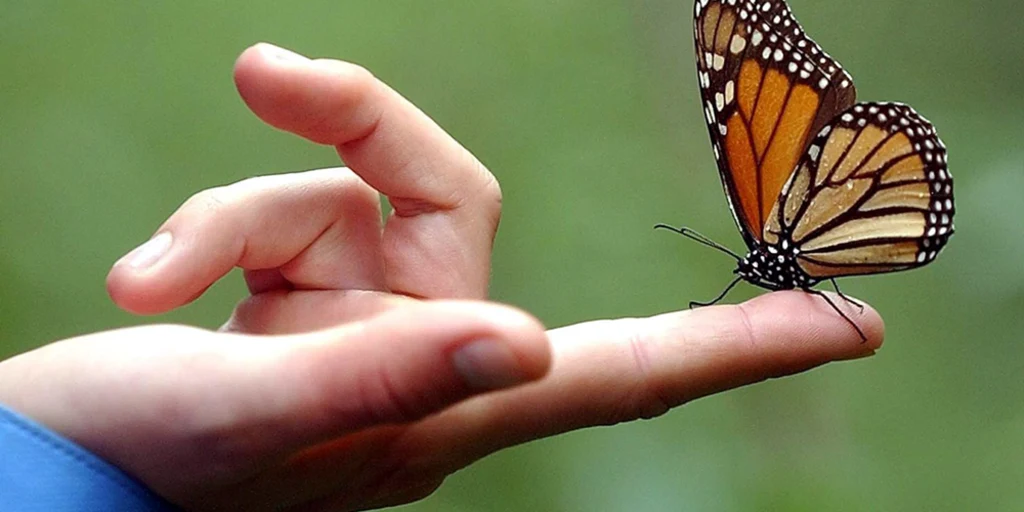 Butterfly Effect