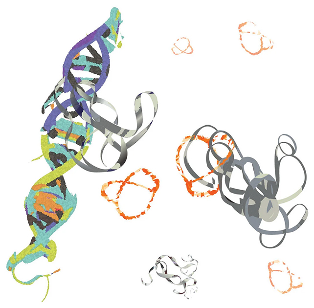 The peptide (orange) binds to MYC (gray) to stop overactive DNA interactions. (Min Xue/UCR)