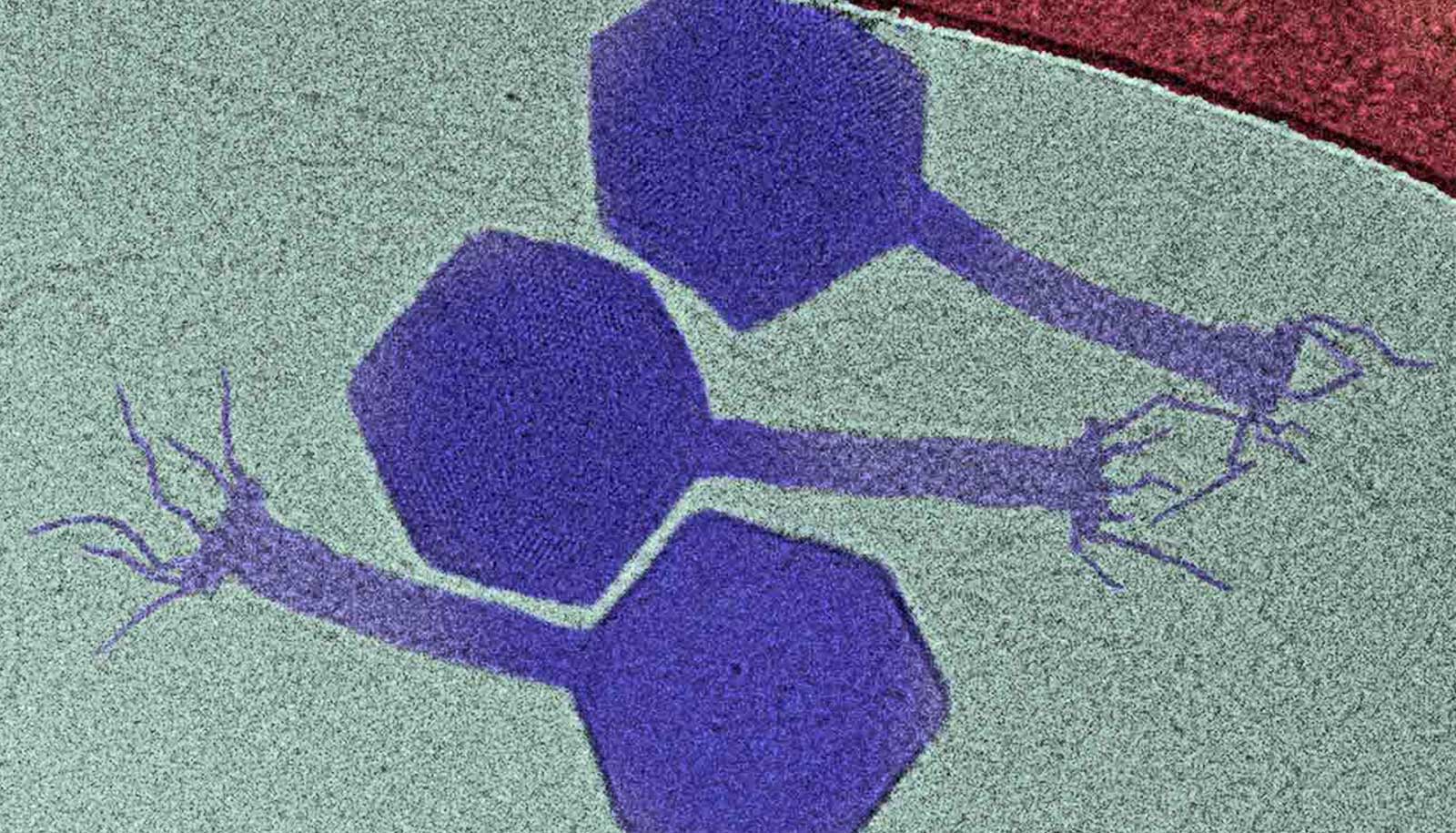 paride phage (purple)