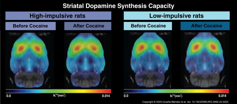 Index of dopamine synthesis capacity, in high- and low-impulsive rats before and after repeated cocaine self-administration.