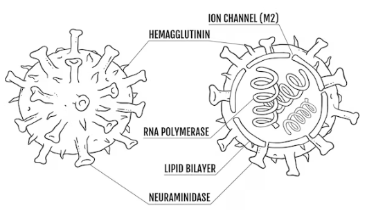 virus's neuraminidase